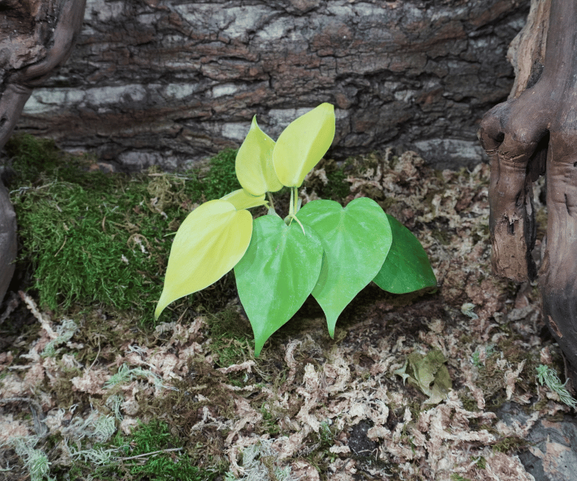 Philodendron scandens neon2