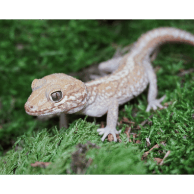 Großkopf Gecko