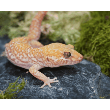 Albino Großkopfgecko