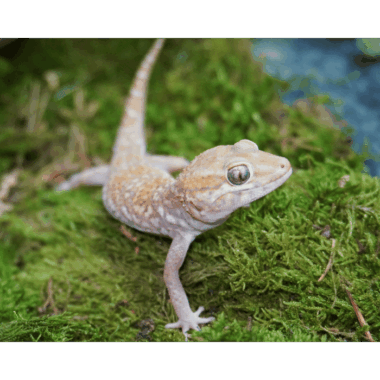 Paroedura Picta