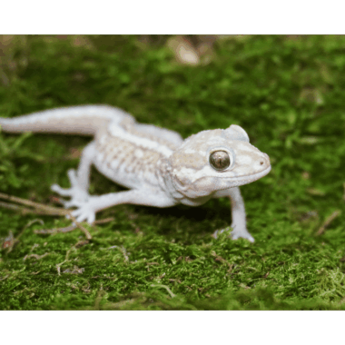 Großkopf Gecko