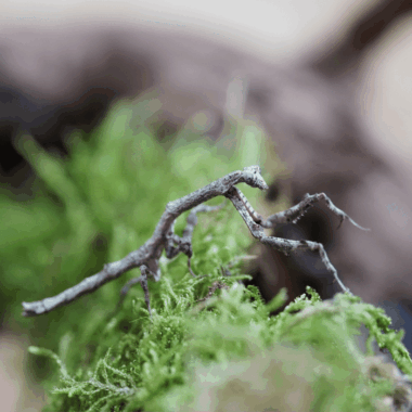 Tolle Astmantis die Phasmiden immitiert