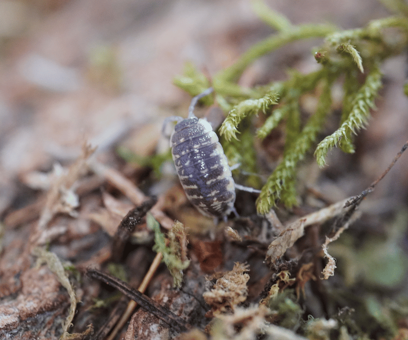 Porcellio Ornata
