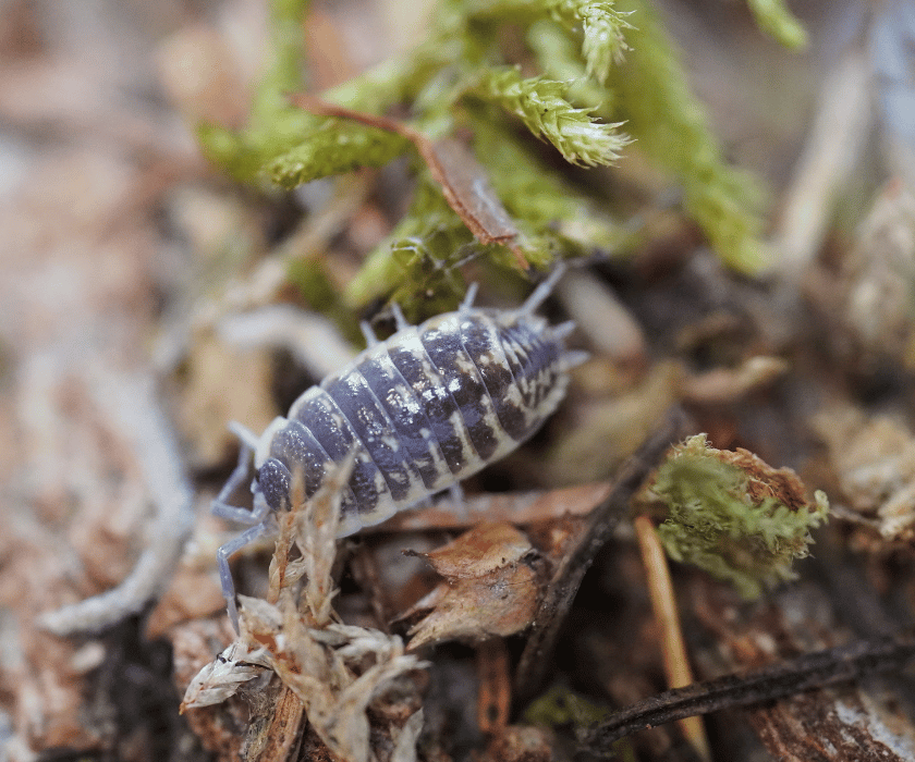 Porcellio Ornata1