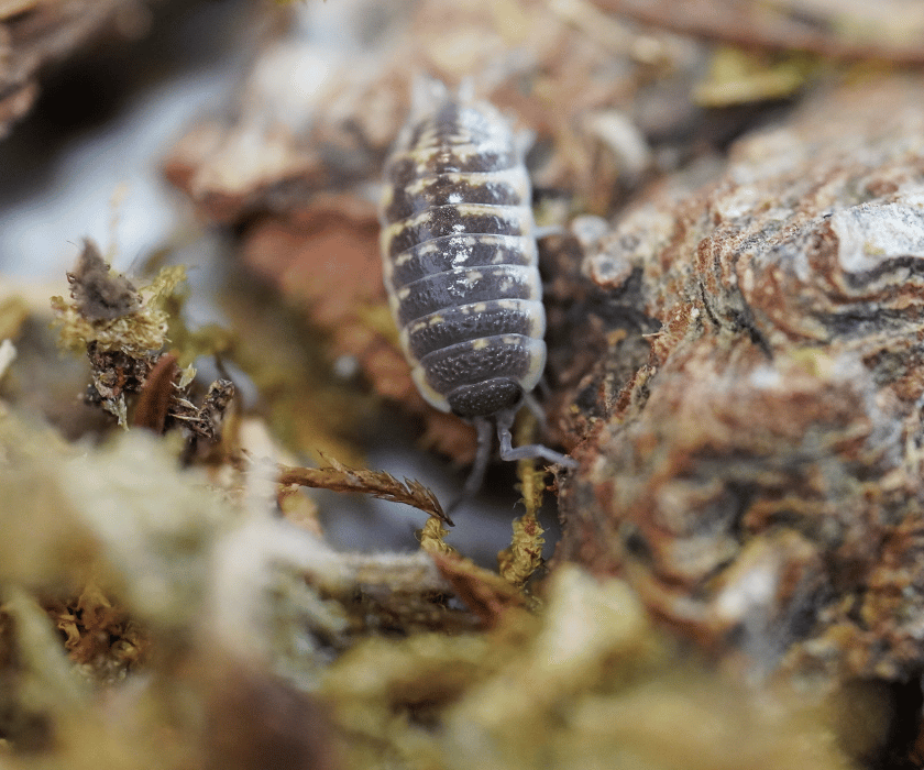 Porcellio Ornata2