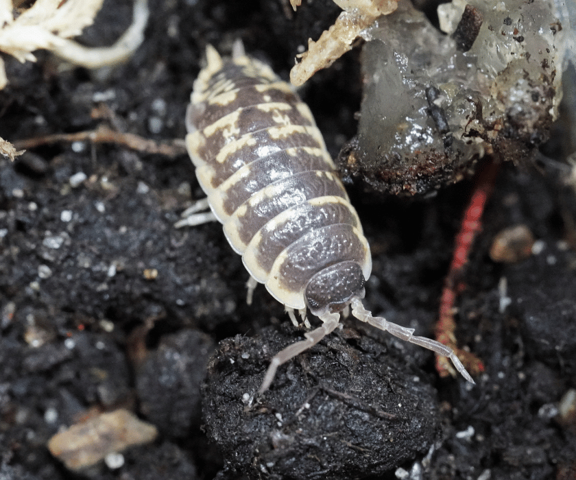 Porcellio Ornata3