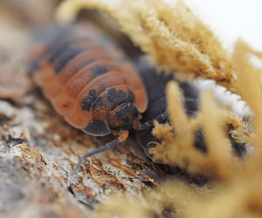 Porcellio Scaber Lava