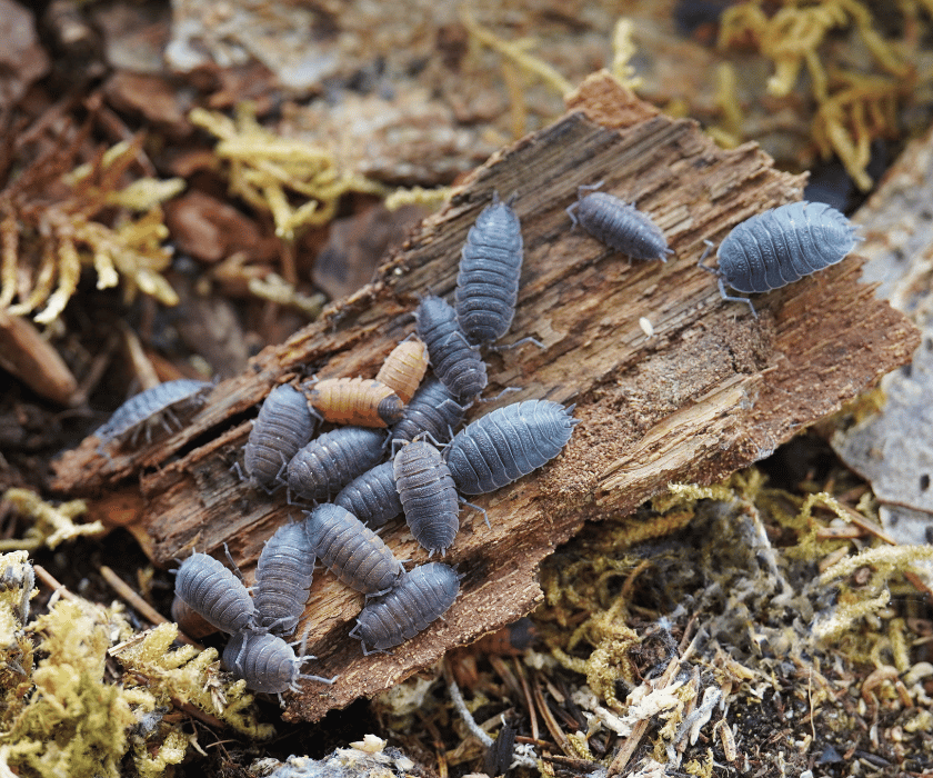 Porcellio Scaber Lava1