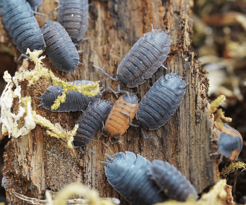 Porcellio Scaber Lava3