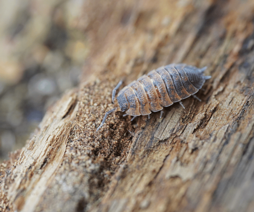 Porcellio Scaber Lava4
