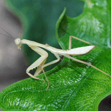 Papua Schildmantis