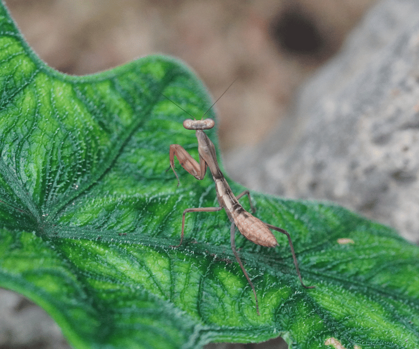 Rhombodera Kirbyi