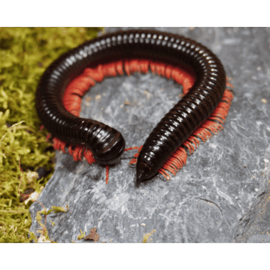 Riesentausenfüßer Redleg