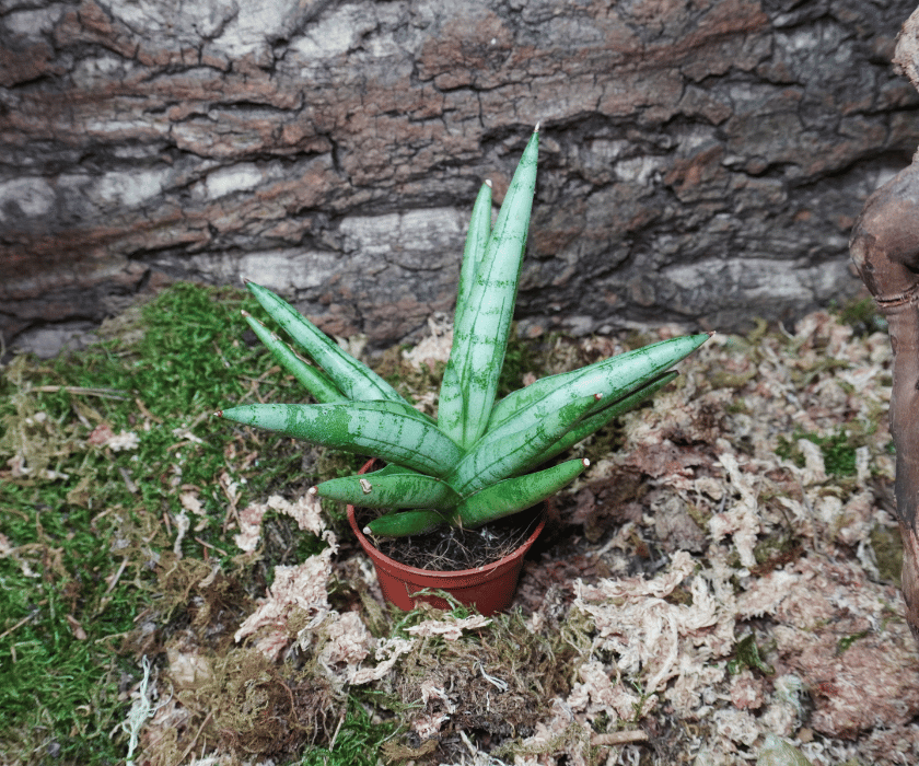 Sansevieria 'Silver Crown'