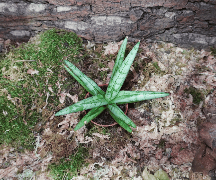 Sansevieria 'Silver Crown'1
