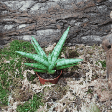 Sansevieria 'Silver Crown'