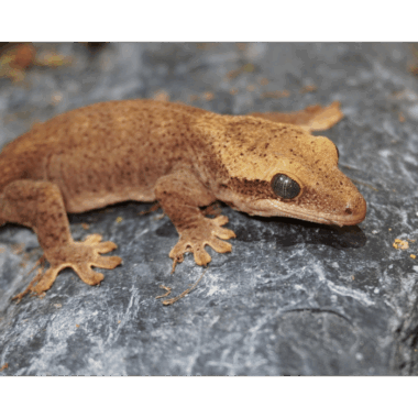 Sarasinorum Gecko Rhacodactylus Sarasinorum