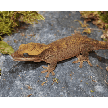 Sarasins Gecko