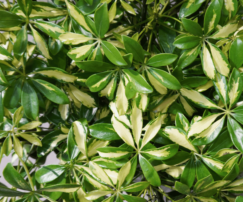 Schefflera arboricola 'Gerda'
