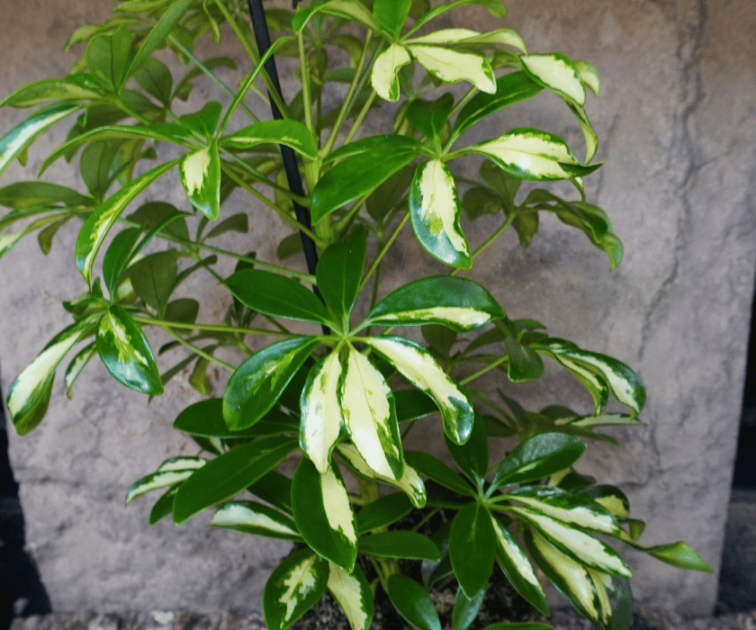 Schefflera f+r Terrarienpflanzen