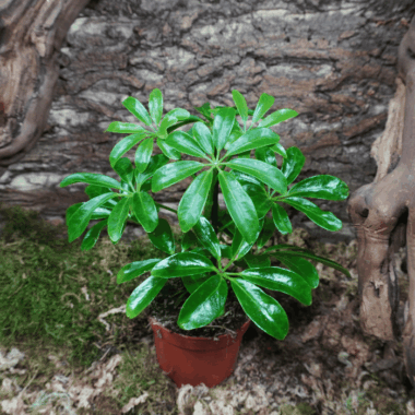 Classische Strahlenaralie fürs Terrarium