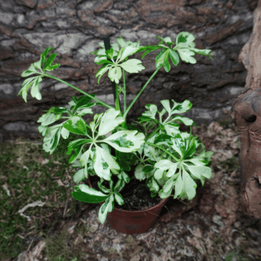 Panaschierte Strahlenaralie
