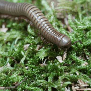 Toller brauner Tuasenfüßer zur Haltung im Terrarium