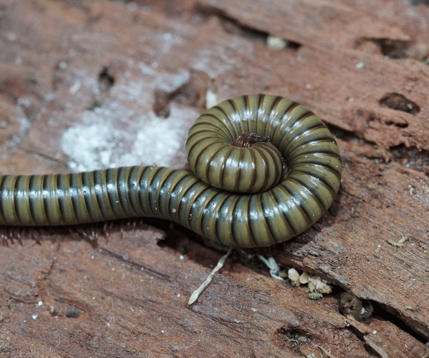 Spirostreptus Gregorius1.2
