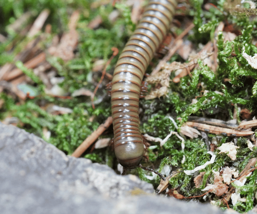 Spirostreptus Gregorius1.3