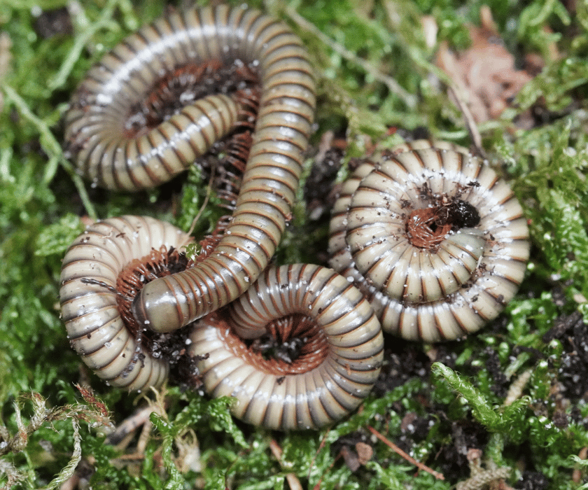 Spirostreptus Gregorius1