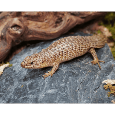 Egernia Stokesii
