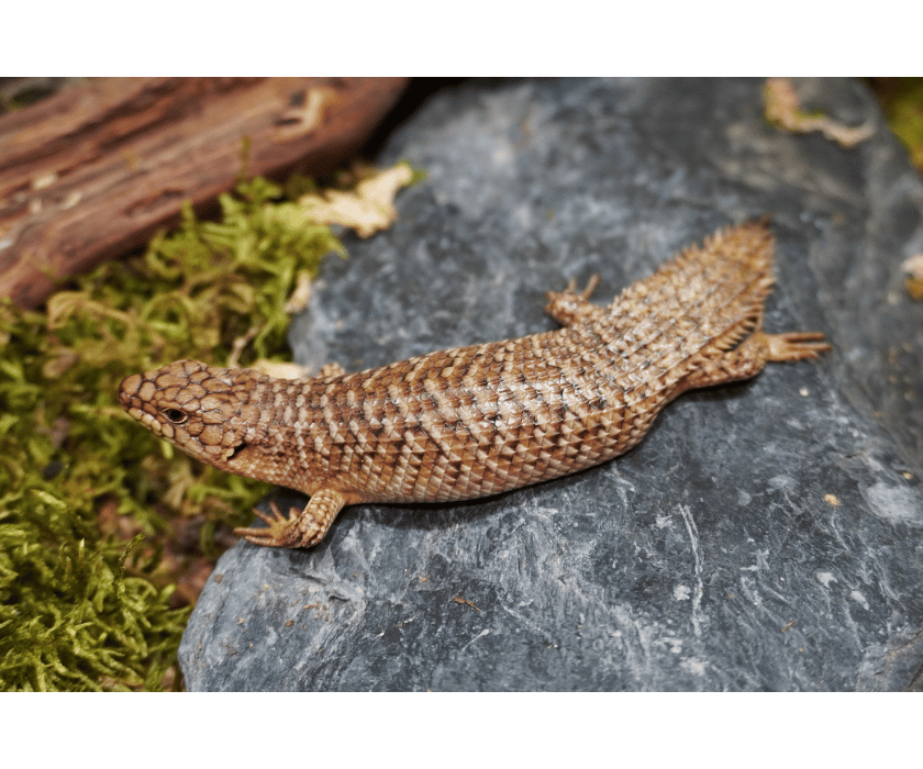 Stokesii 2
