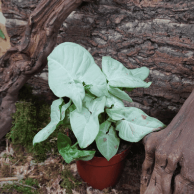 Syngonium 'Confetti' eine einfach zu pflegende Terrariumpflanze