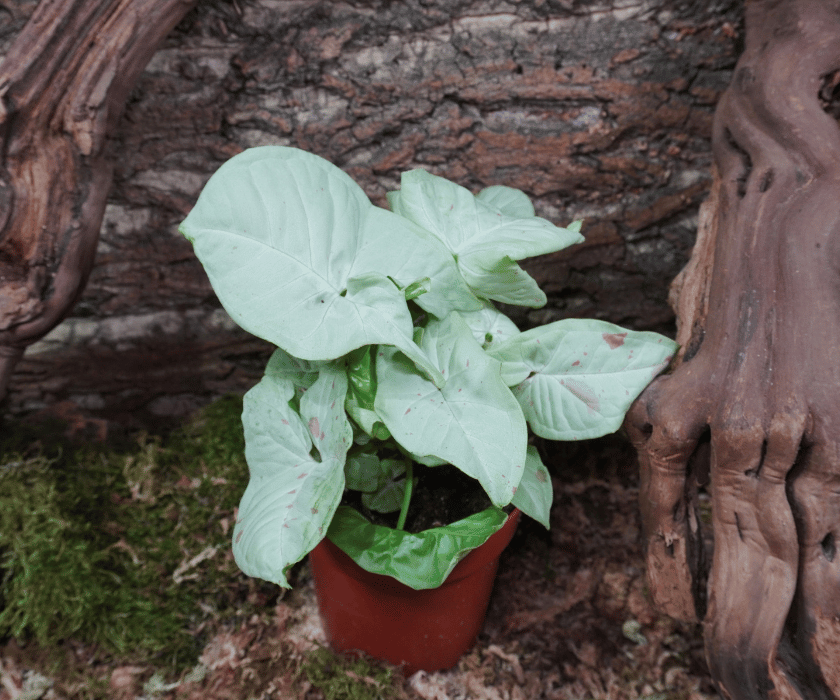 Syngonium 'Confetti'1