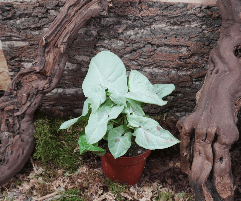 Syngonium 'Confetti'2