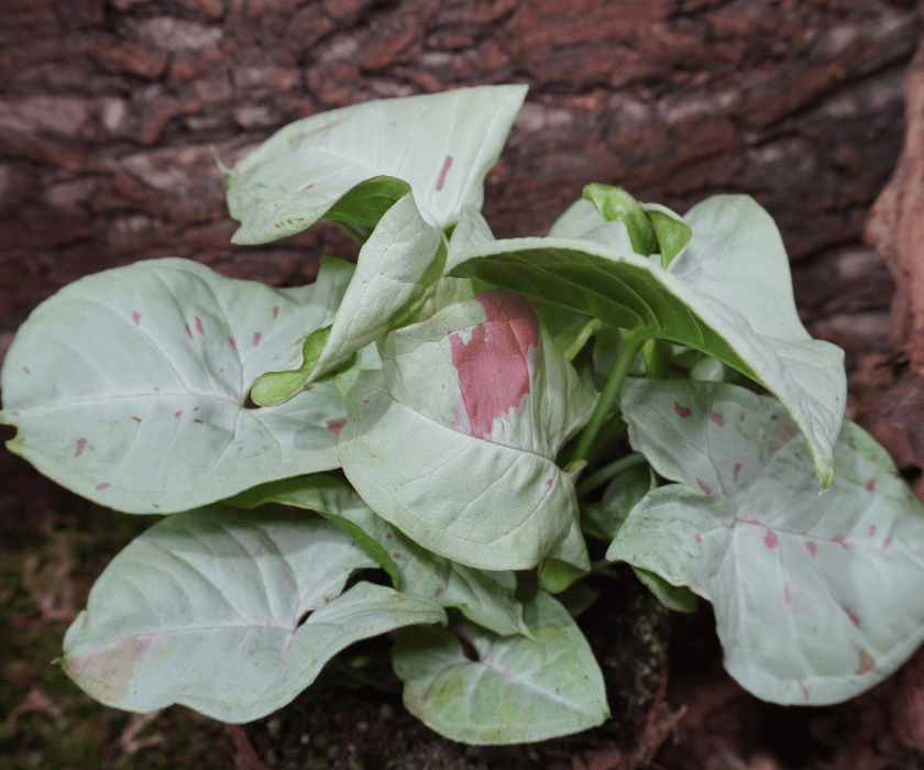Syngonium 'Confetti'3