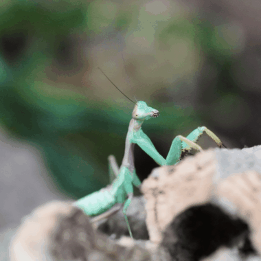 Kleinbleibende Mantis art