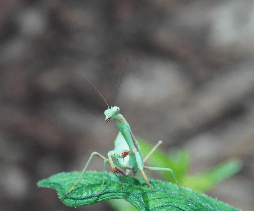 Tarochomantis sp Madagaskar 1.2