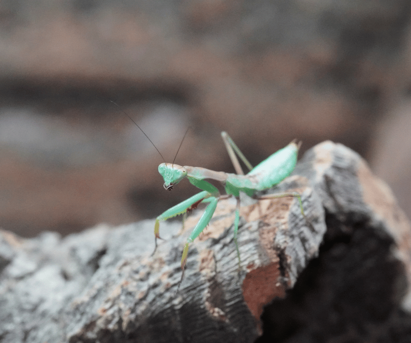 Tarochomantis sp Madagaskar 1