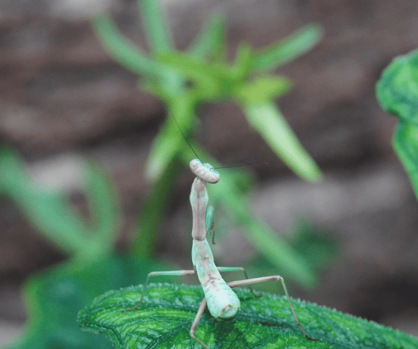Tarochomantis sp Madagaskar