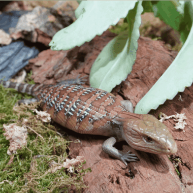 Blauzungenskink