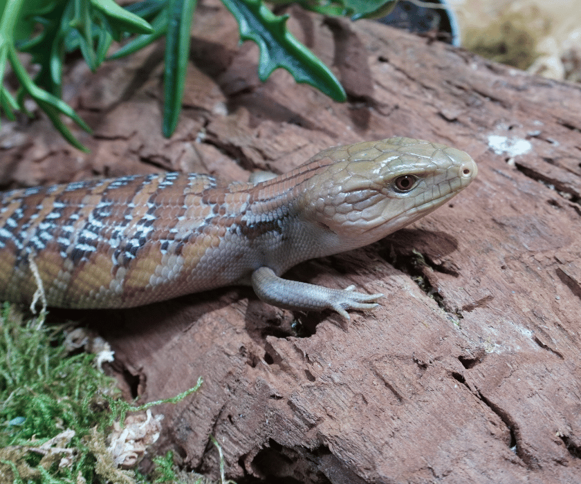 Tiliqua Intermedia1.2