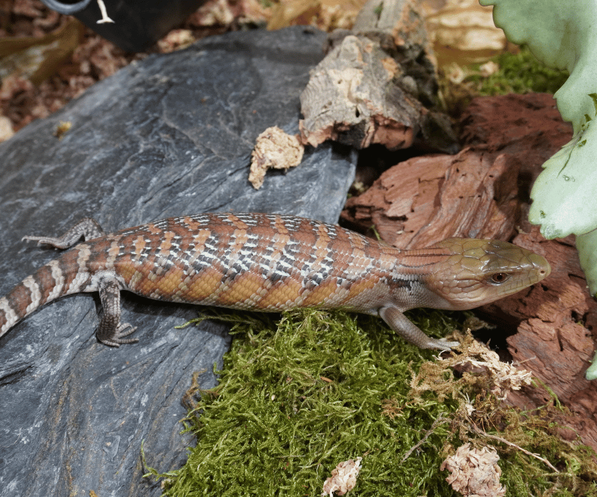 Tiliqua Intermedia1.3