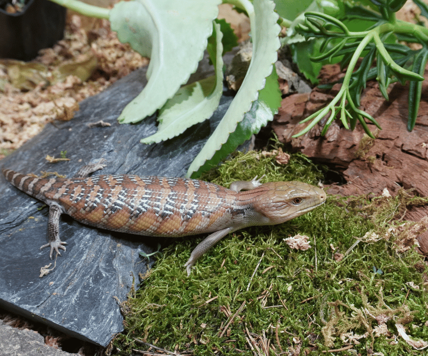 Tiliqua Intermedia1