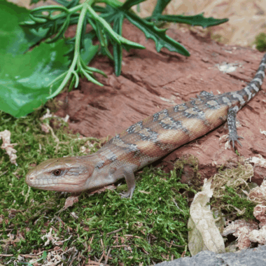 Blauzunbgen Skink aus Australien