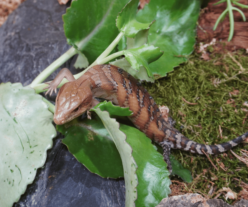 Tiliqua Intermedia10