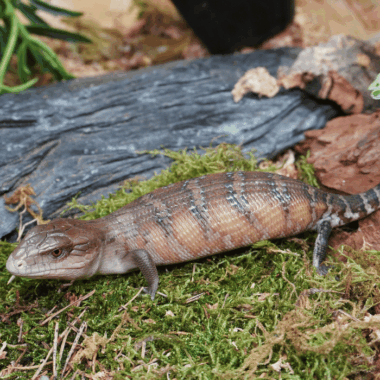 Nördlicher Blauzungenskink ♀