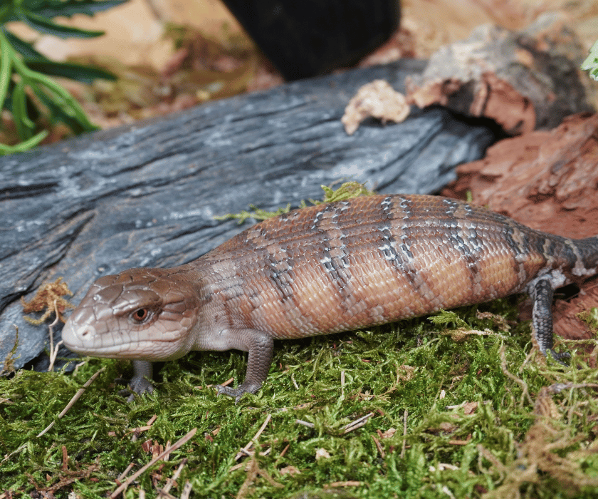 Tiliqua Intermedia2.2