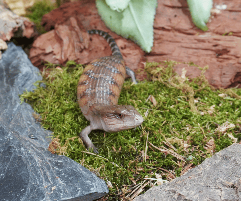 Tiliqua Intermedia2.3