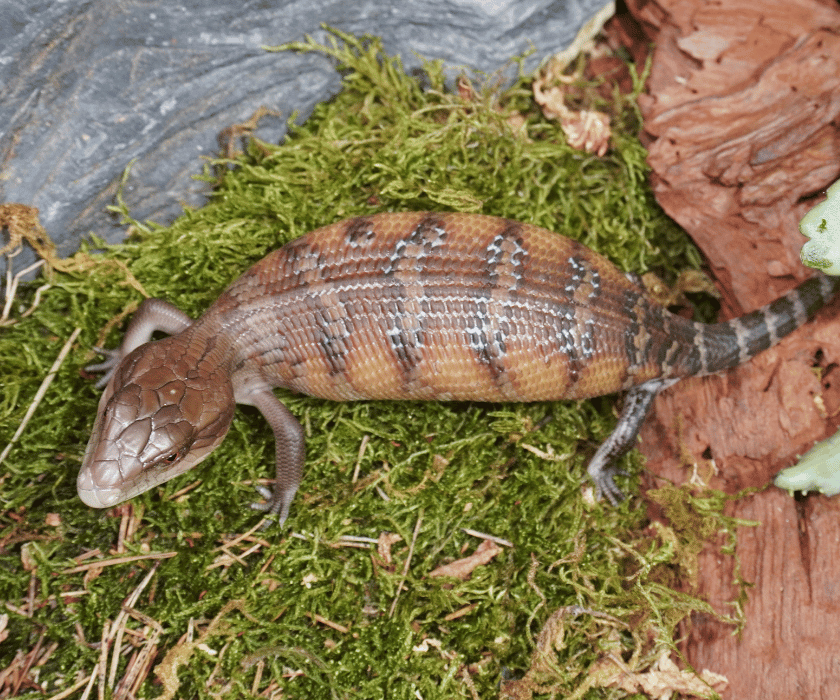 Tiliqua Intermedia2
